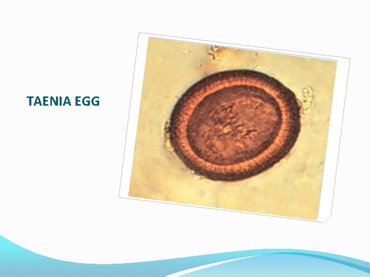 TAENIA EGG 