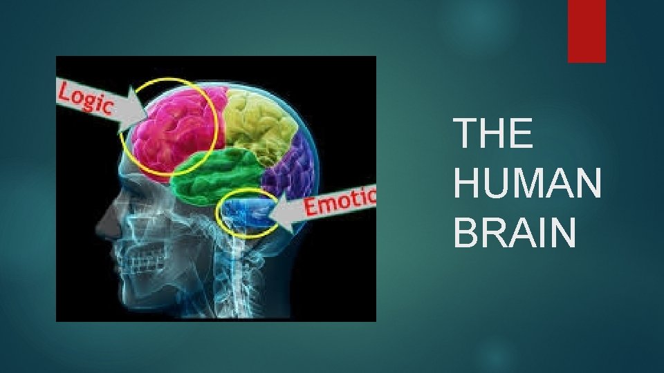 THE HUMAN BRAIN 