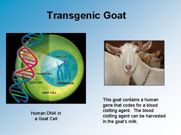 Transgenic Goat Human DNA in a Goat Cell . This goat contains a human