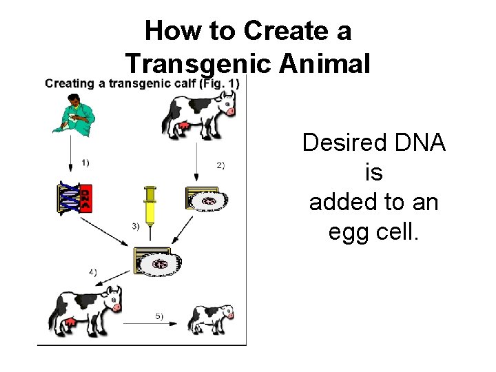 How to Create a Transgenic Animal Desired DNA is added to an egg cell.
