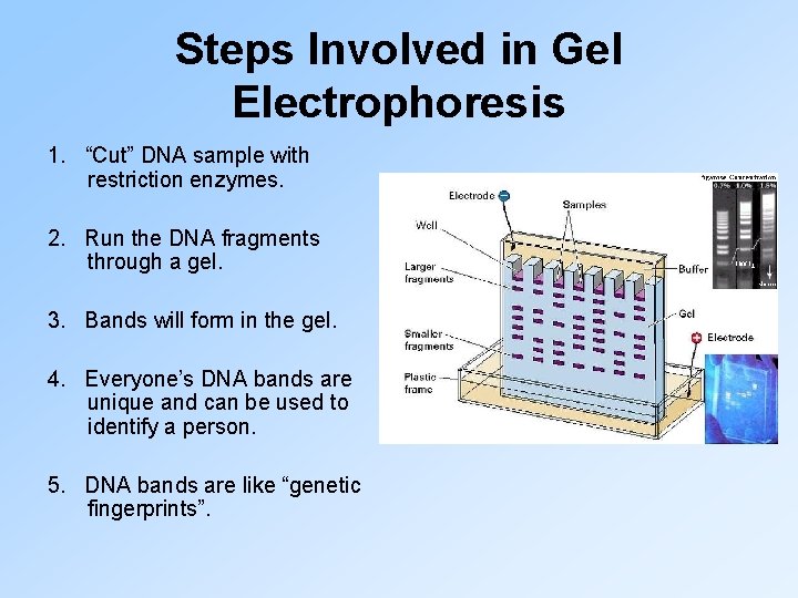 Steps Involved in Gel Electrophoresis 1. “Cut” DNA sample with restriction enzymes. 2. Run