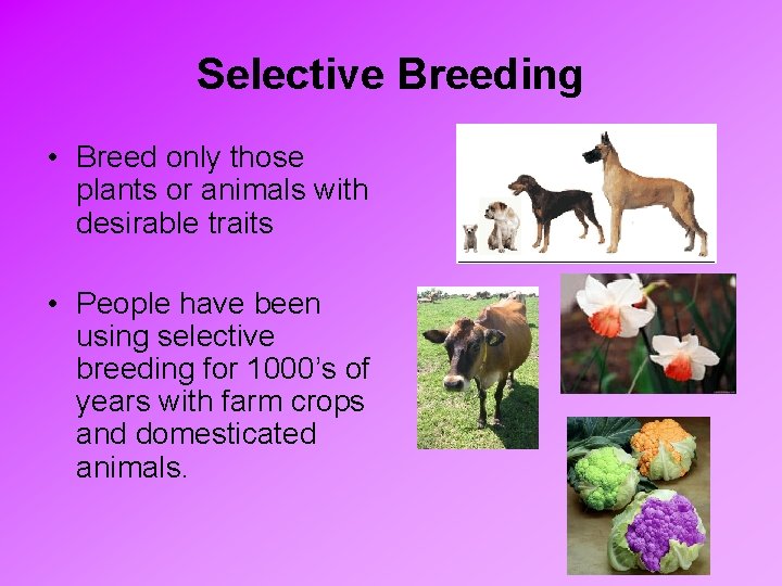 Selective Breeding • Breed only those plants or animals with desirable traits • People