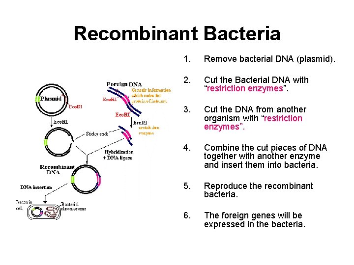 Recombinant Bacteria 1. Remove bacterial DNA (plasmid). 2. Cut the Bacterial DNA with “restriction