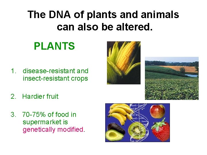 The DNA of plants and animals can also be altered. PLANTS 1. disease-resistant and