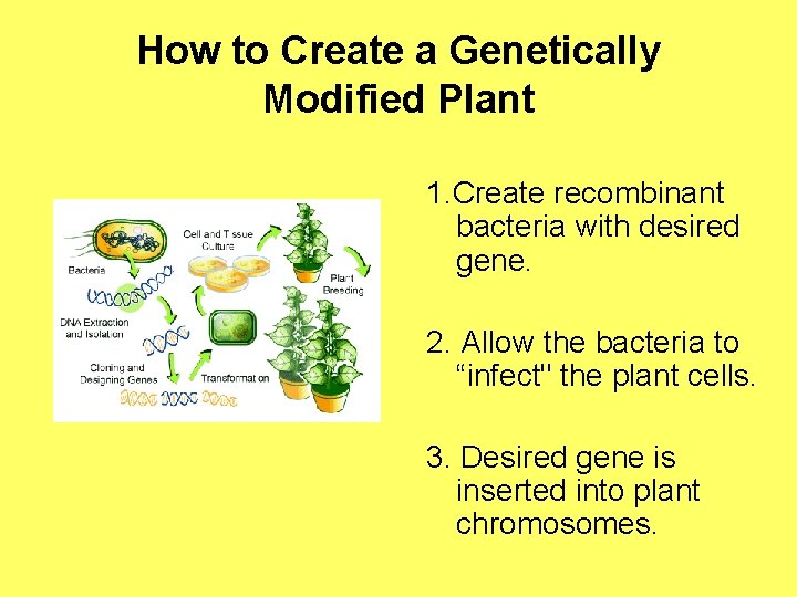 How to Create a Genetically Modified Plant 1. Create recombinant bacteria with desired gene.
