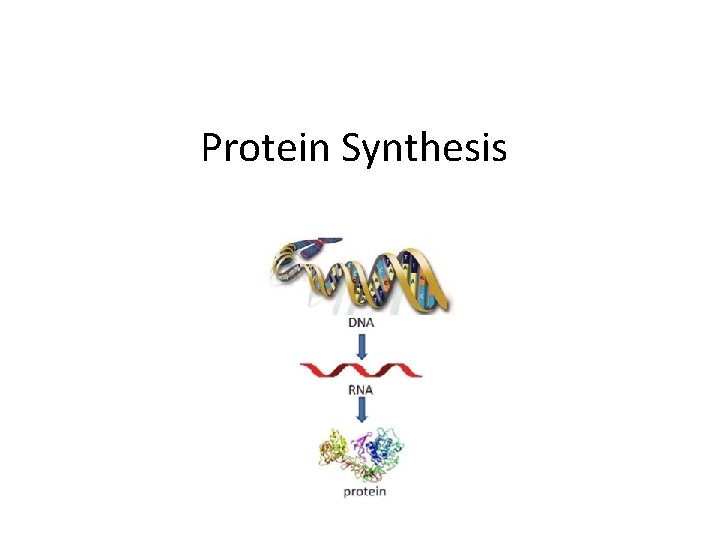 Protein Synthesis 
