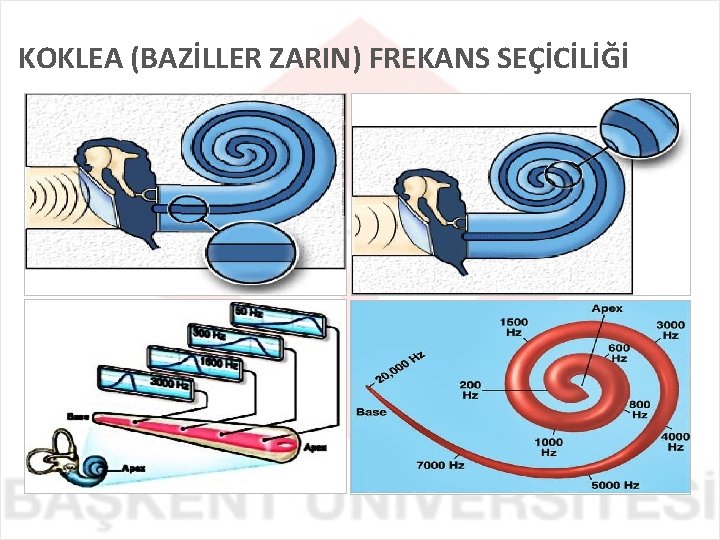 KOKLEA (BAZİLLER ZARIN) FREKANS SEÇİCİLİĞİ 