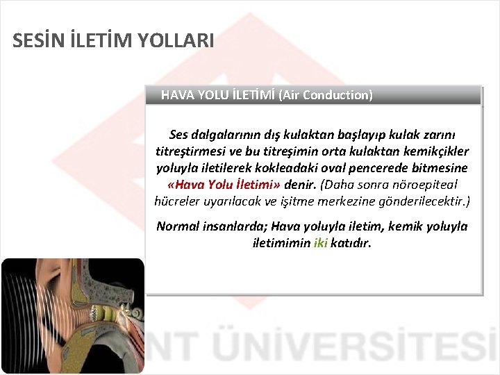 SESİN İLETİM YOLLARI HAVA YOLU İLETİMİ (Air Conduction) Ses dalgalarının dış kulaktan başlayıp kulak