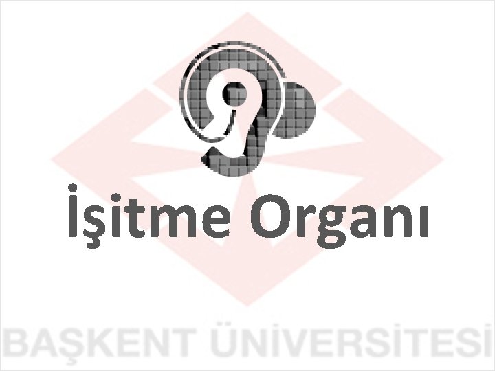 İşitme Organı 