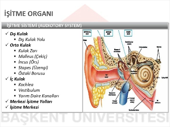 İŞİTME ORGANI İŞİTME SİSTEMİ (AUDIOTORY SYSTEM) ü Dış Kulak § Dış Kulak Yolu ü