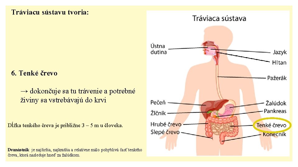 Tráviacu sústavu tvoria: 6. Tenké črevo → dokončuje sa tu trávenie a potrebné živiny