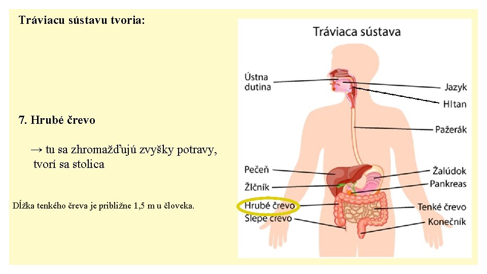 Tráviacu sústavu tvoria: 7. Hrubé črevo → tu sa zhromažďujú zvyšky potravy, tvorí sa