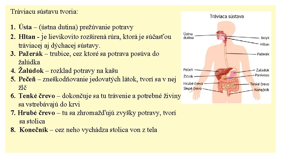 Tráviacu sústavu tvoria: 1. Ústa – (ústna dutina) prežúvanie potravy 2. Hltan - je