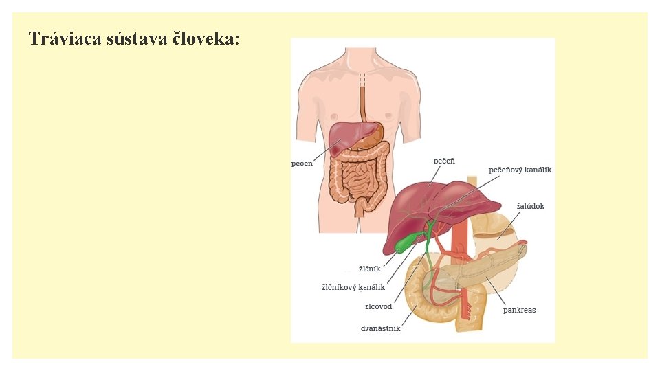 Tráviaca sústava človeka: 