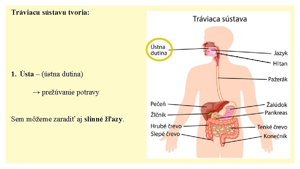 Tráviacu sústavu tvoria: 1. Ústa – (ústna dutina) → prežúvanie potravy Sem môžeme zaradiť