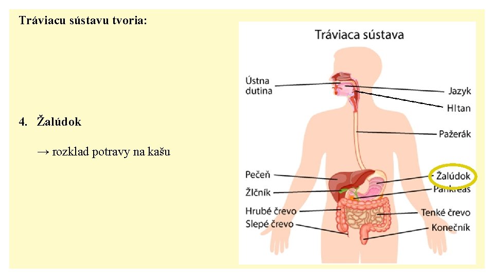 Tráviacu sústavu tvoria: 4. Žalúdok → rozklad potravy na kašu 