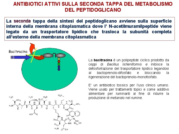 ANTIBIOTICI ATTIVI SULLA SECONDA TAPPA DEL METABOLISMO DEL PEPTIDOGLICANO La seconda tappa della sintesi