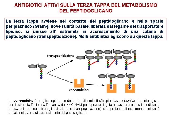 ANTIBIOTICI ATTIVI SULLA TERZA TAPPA DEL METABOLISMO DEL PEPTIDOGLICANO La terza tappa avviene nel