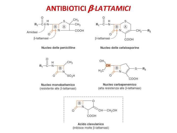 ANTIBIOTICI -LATTAMICI 