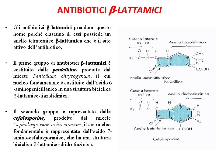 ANTIBIOTICI -LATTAMICI • Gli antibiotici -lattamici prendono questo nome poiché ciascuno di essi possiede