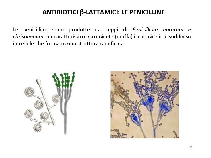 ANTIBIOTICI -LATTAMICI: LE PENICILLINE Le penicilline sono prodotte da ceppi di Penicillium notatum e