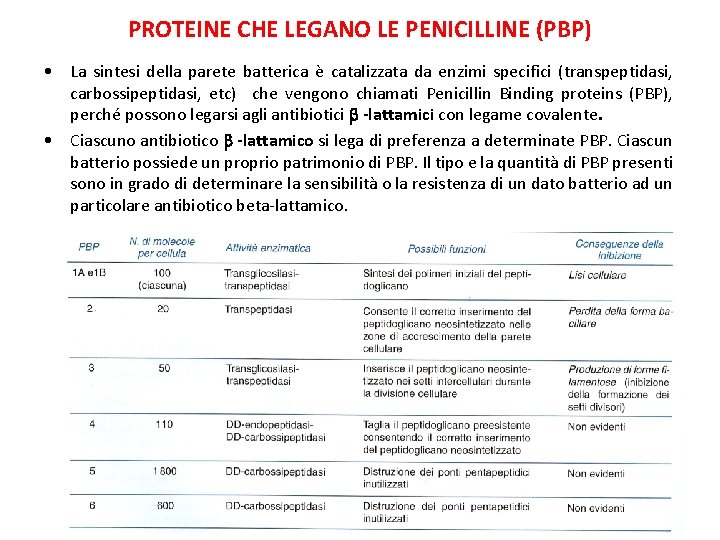 PROTEINE CHE LEGANO LE PENICILLINE (PBP) • La sintesi della parete batterica è catalizzata