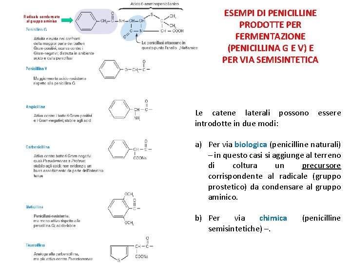 Radicale condensato al gruppo aminico ESEMPI DI PENICILLINE PRODOTTE PER FERMENTAZIONE (PENICILLINA G E