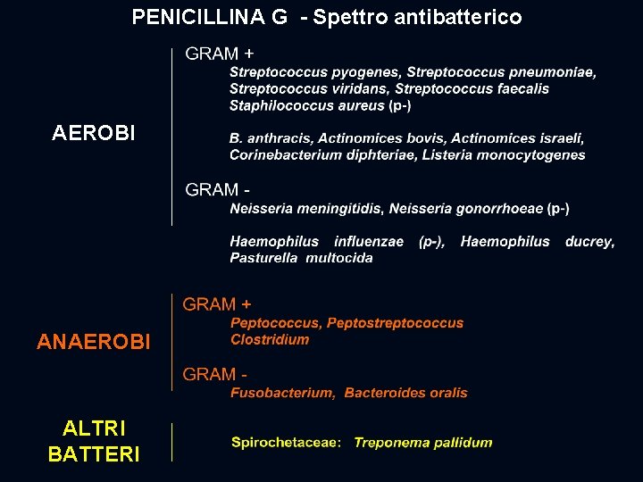 PENICILLINA G - Spettro antibatterico AEROBI ANAEROBI ALTRI BATTERI 