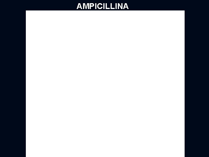 AMPICILLINA 