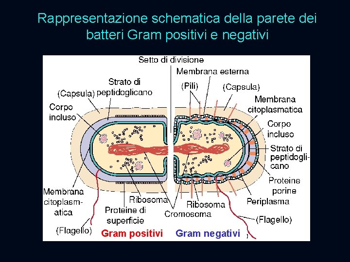 Rappresentazione schematica della parete dei batteri Gram positivi e negativi Gram positivi Gram negativi