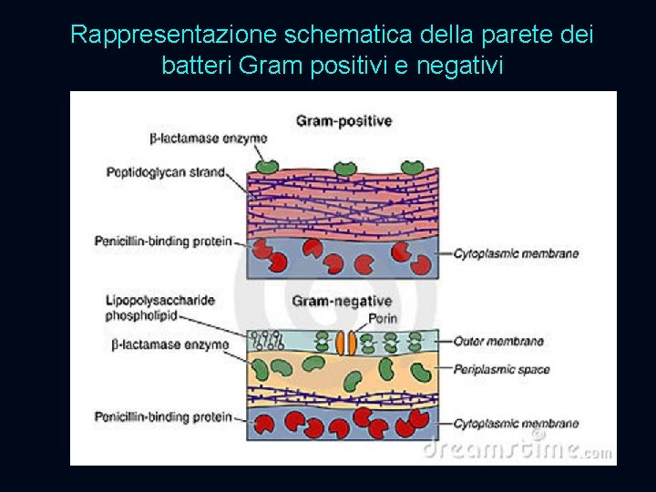 Rappresentazione schematica della parete dei batteri Gram positivi e negativi 