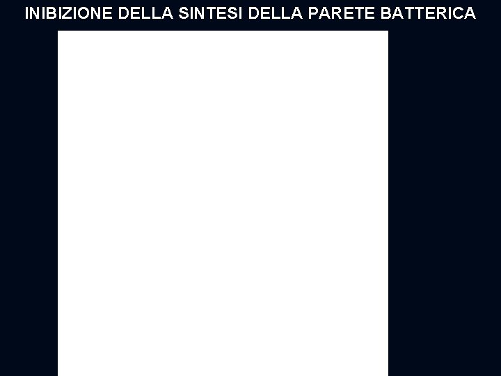 INIBIZIONE DELLA SINTESI DELLA PARETE BATTERICA 