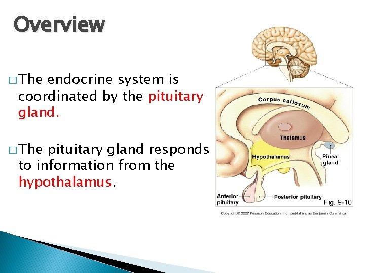 Endocrine system Kahoot Diagnostic Assessment to the
