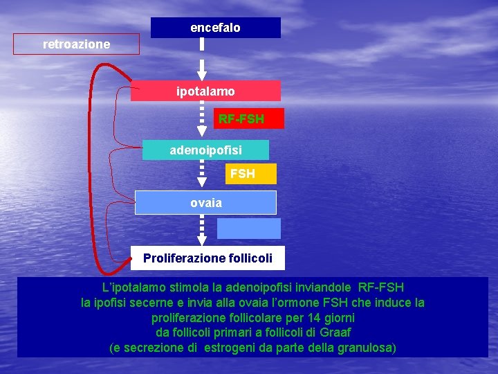 encefalo retroazione ipotalamo RF-FSH adenoipofisi FSH ovaia Proliferazione follicoli L’ipotalamo stimola la adenoipofisi inviandole