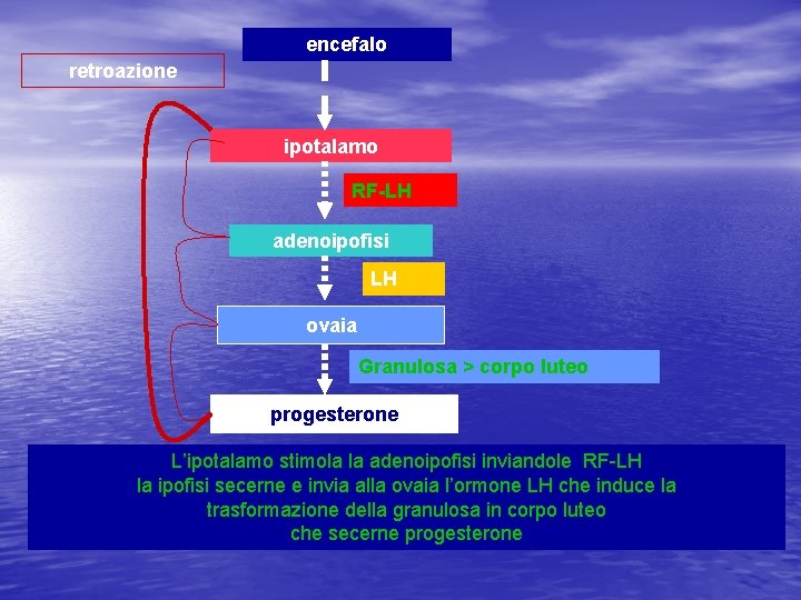 encefalo retroazione ipotalamo RF-LH adenoipofisi LH ovaia Granulosa > corpo luteo progesterone L’ipotalamo stimola