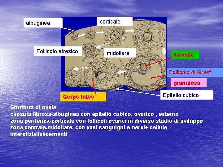 corticale albuginea Follicolo atresico midollare 0 vocita Follicolo di Graaf granulosa Corpo luteo Epitelio