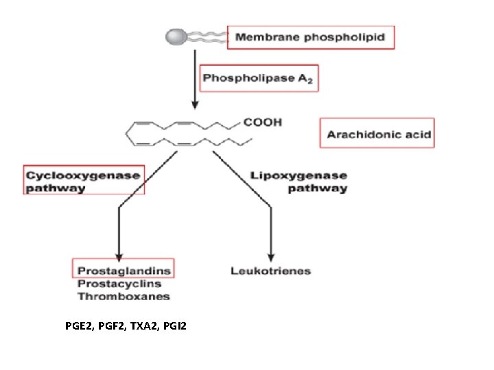 PGE 2, PGF 2, TXA 2, PGI 2 