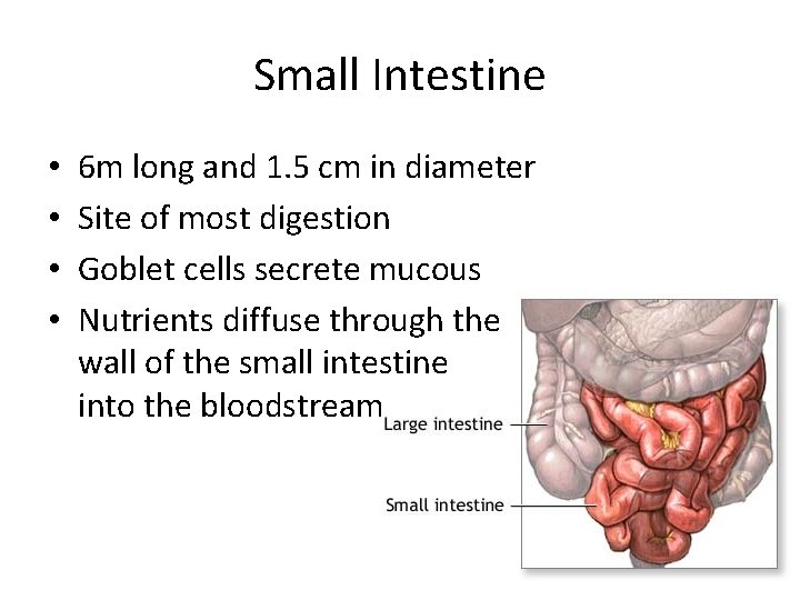 Small Intestine • • 6 m long and 1. 5 cm in diameter Site