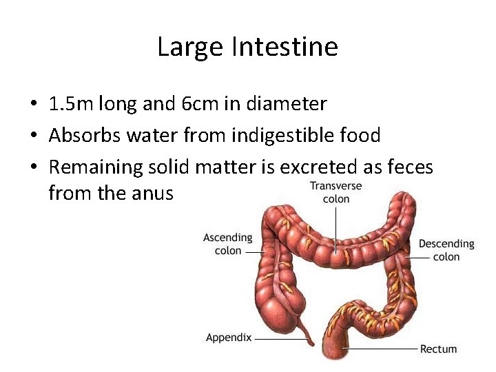Large Intestine • 1. 5 m long and 6 cm in diameter • Absorbs