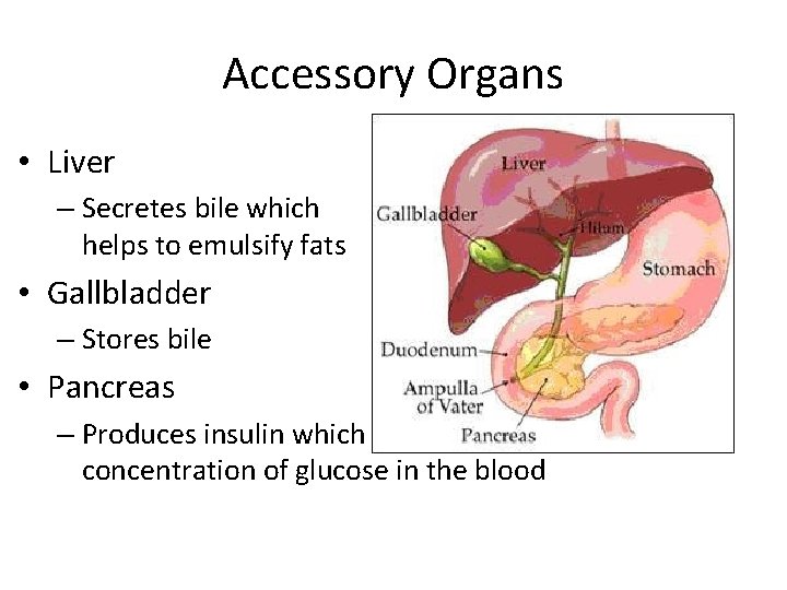 Accessory Organs • Liver – Secretes bile which helps to emulsify fats • Gallbladder