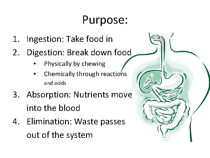 Purpose: 1. Ingestion: Take food in 2. Digestion: Break down food • • Physically