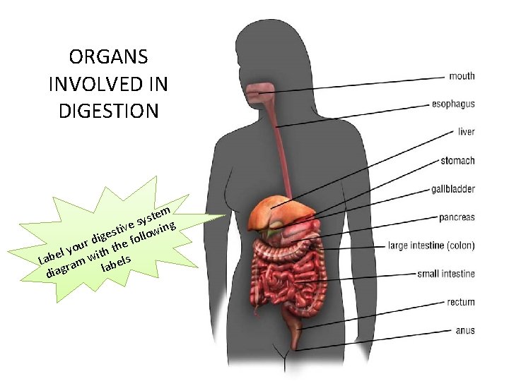 ORGANS INVOLVED IN DIGESTION em t s y ve s wing i t s