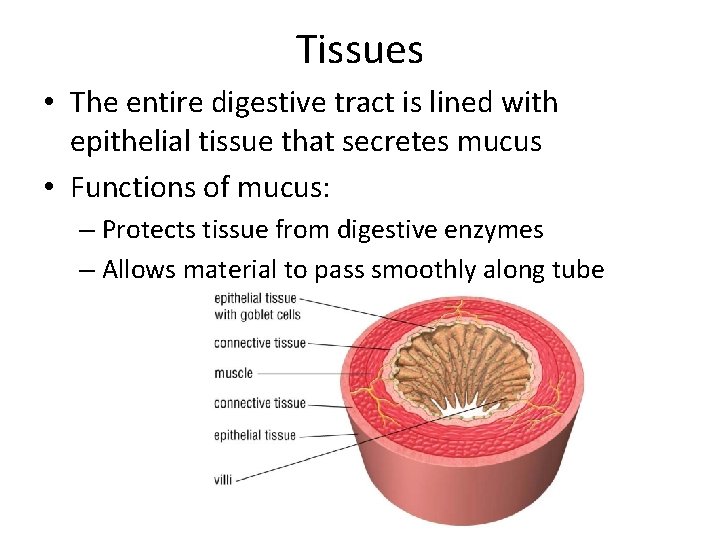 Tissues • The entire digestive tract is lined with epithelial tissue that secretes mucus