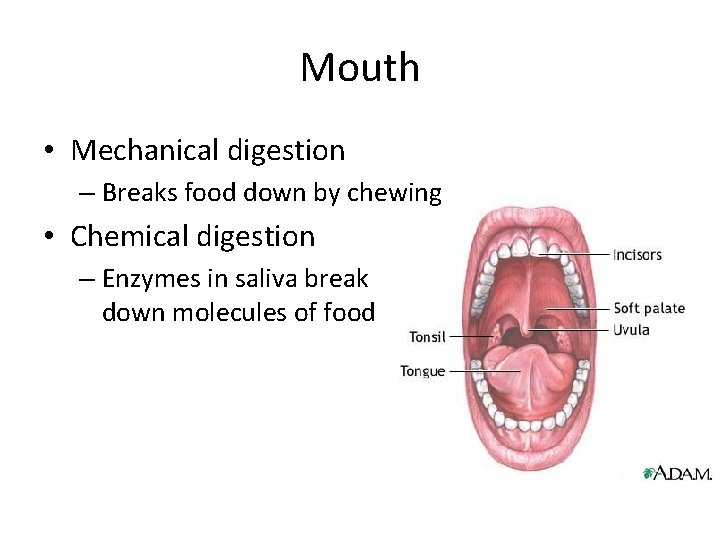 Mouth • Mechanical digestion – Breaks food down by chewing • Chemical digestion –