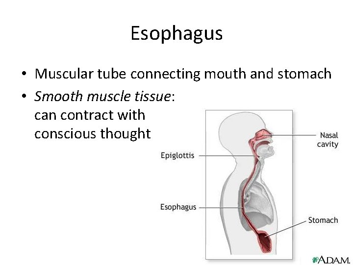 Esophagus • Muscular tube connecting mouth and stomach • Smooth muscle tissue: can contract