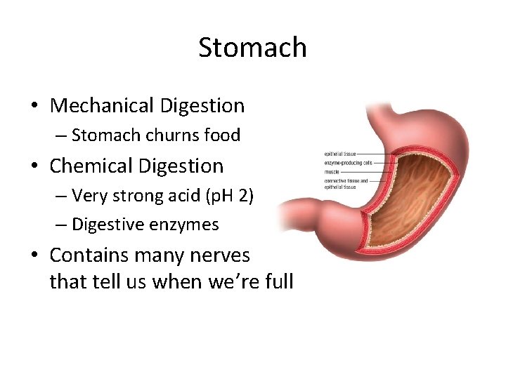 Stomach • Mechanical Digestion – Stomach churns food • Chemical Digestion – Very strong