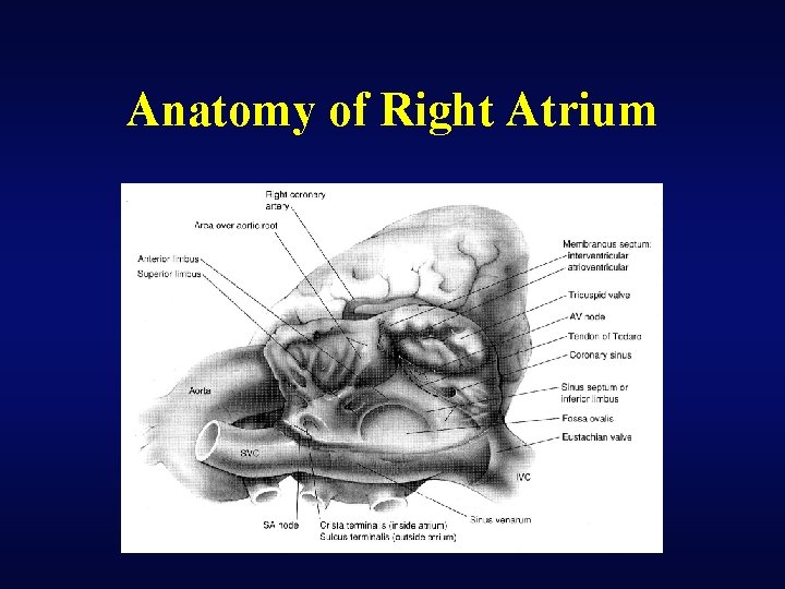 Anatomy of Right Atrium 