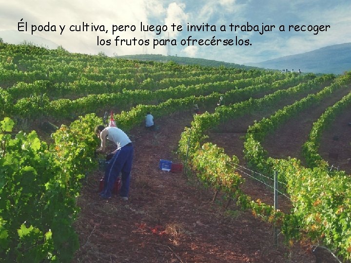 Él poda y cultiva, pero luego te invita a trabajar a recoger los frutos