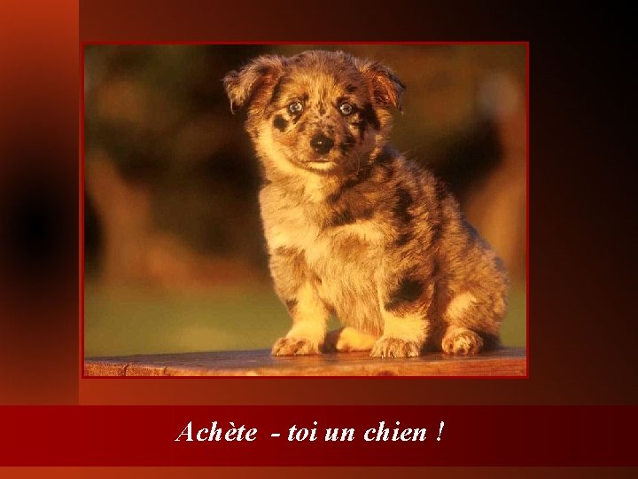 Achète - toi un chien ! 