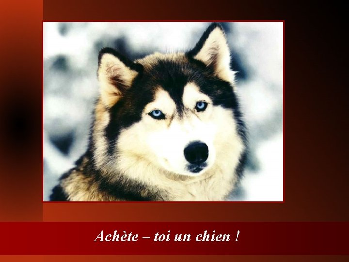 Achète – toi un chien ! 